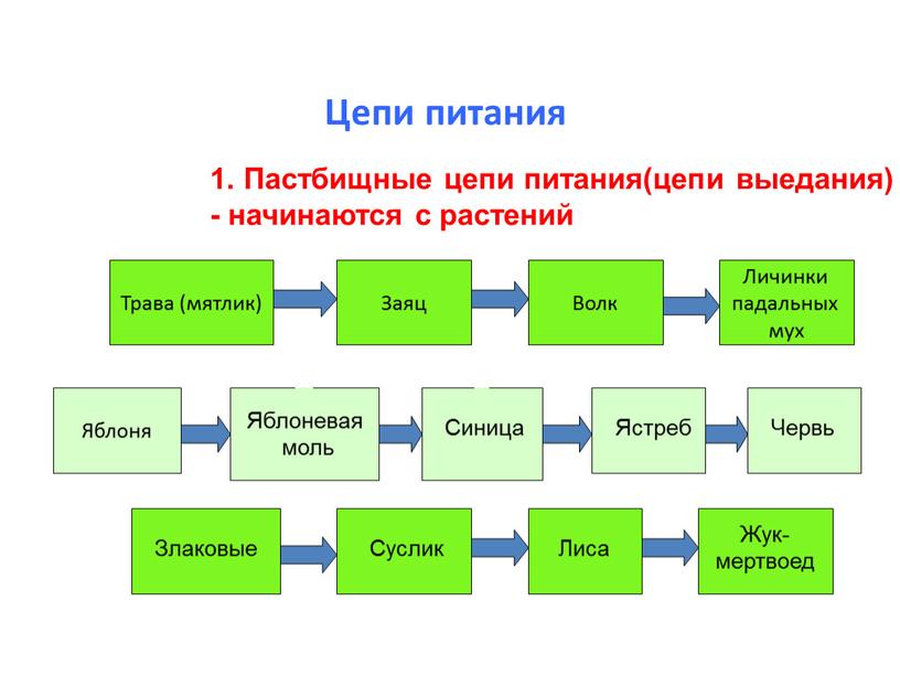 Цепи питания 1. Пастбищные цепи питания(цепи выедания) - начинаются с растений