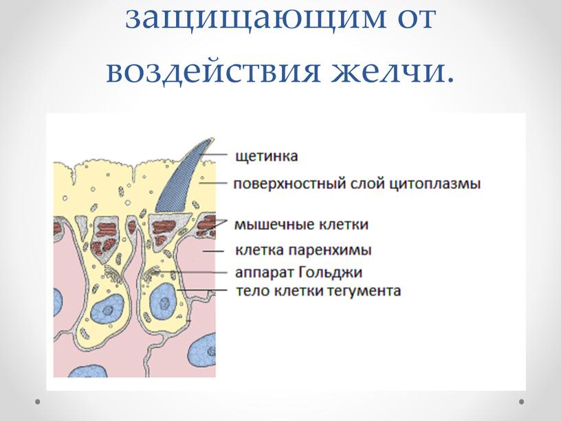 Тело покрыто тегументом , защищающим от воздействия желчи