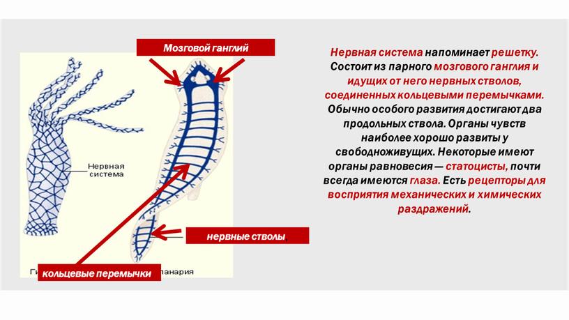 Нервная система напоминает решетку