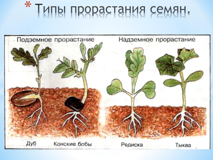 Типы прорастания семян.