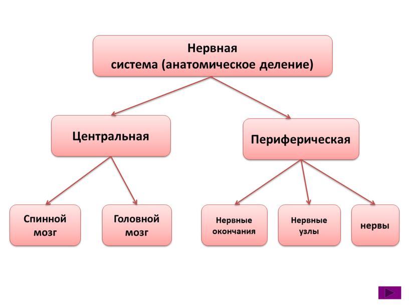 Нервная система (анатомическое деление)