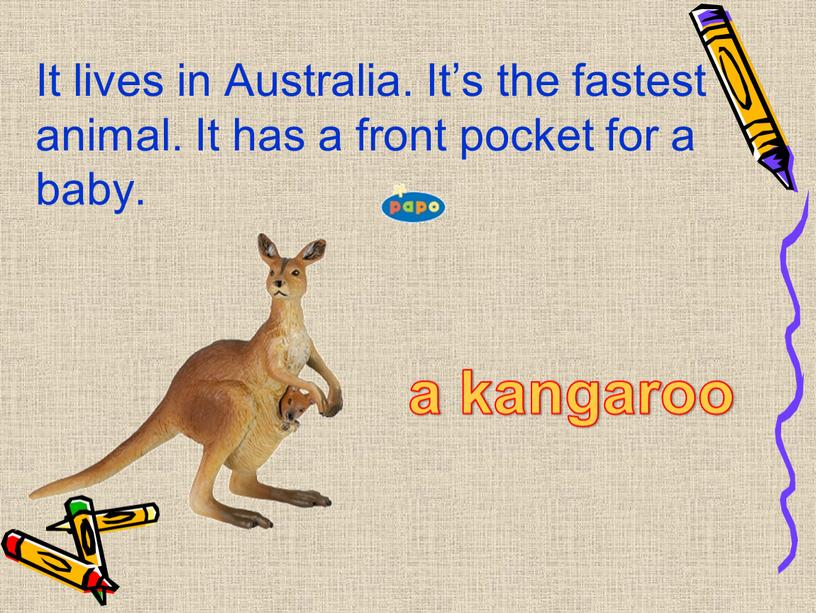 It lives in Australia. It’s the fastest animal