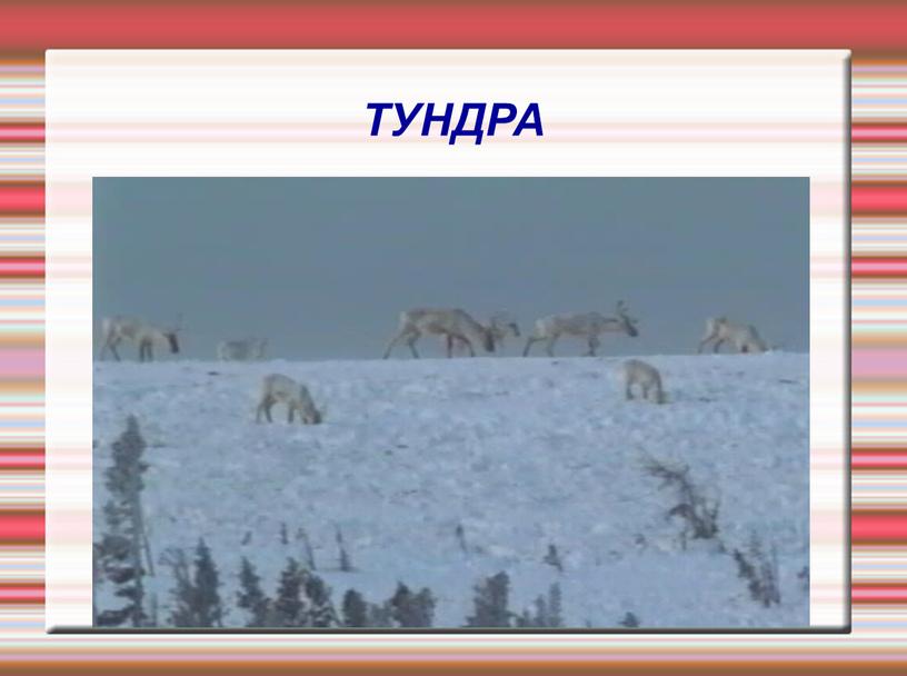 ТУНДРА