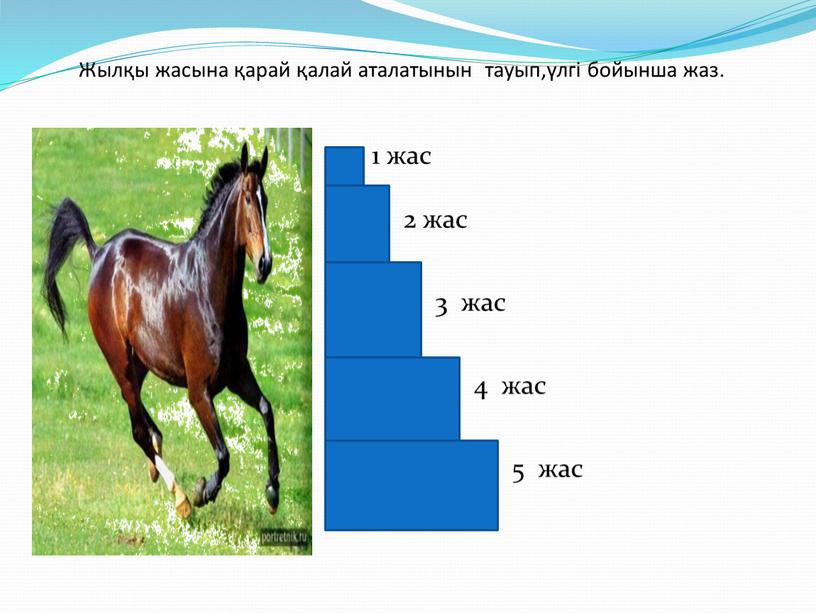 Жылқы жасына қарай қалай аталатынын тауып,үлгі бойынша жаз