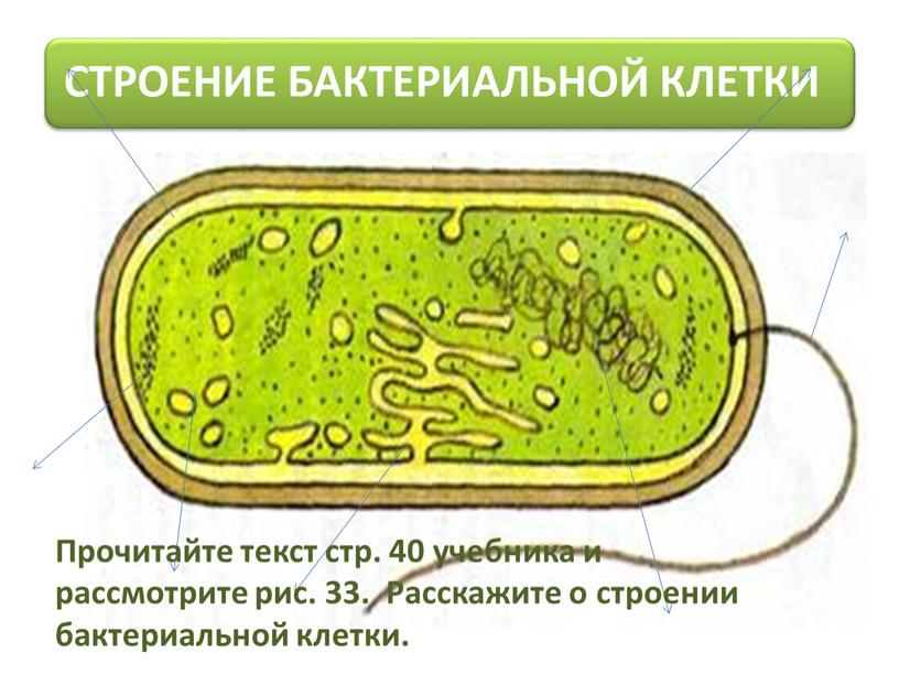 Прочитайте текст стр. 40 учебника и рассмотрите рис