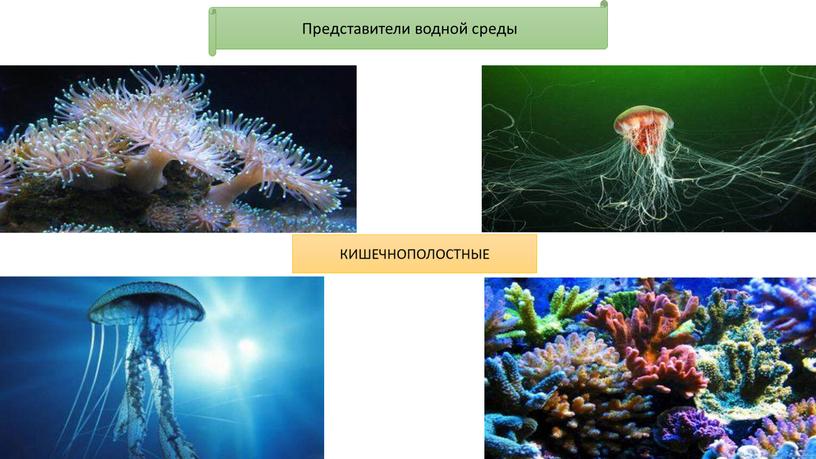 Представители водной среды КИШЕЧНОПОЛОСТНЫЕ