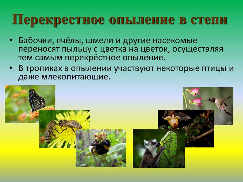 Перекрестное опыление в степи Бабочки, пчёлы, шмели и другие насекомые переносят пыльцу с цветка на цветок, осуществляя тем самым перекрёстное опыление