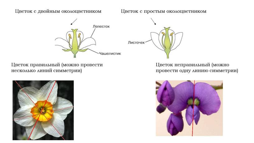 Отметь соответствующие изображения цветок с двойным околоцветником