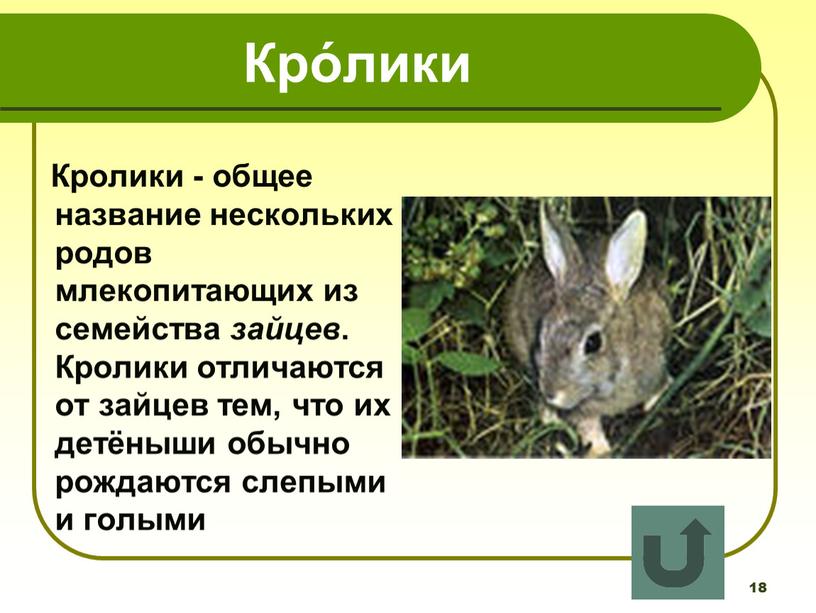 Кро́лики Кролики - общее название нескольких родов млекопитающих из семейства зайцев