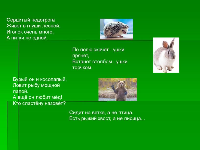 Сердитый недотрога Живет в глуши лесной