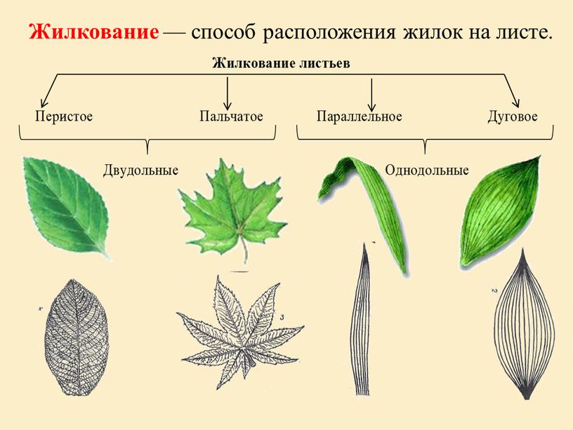 Жилкование — способ расположения жилок на листе