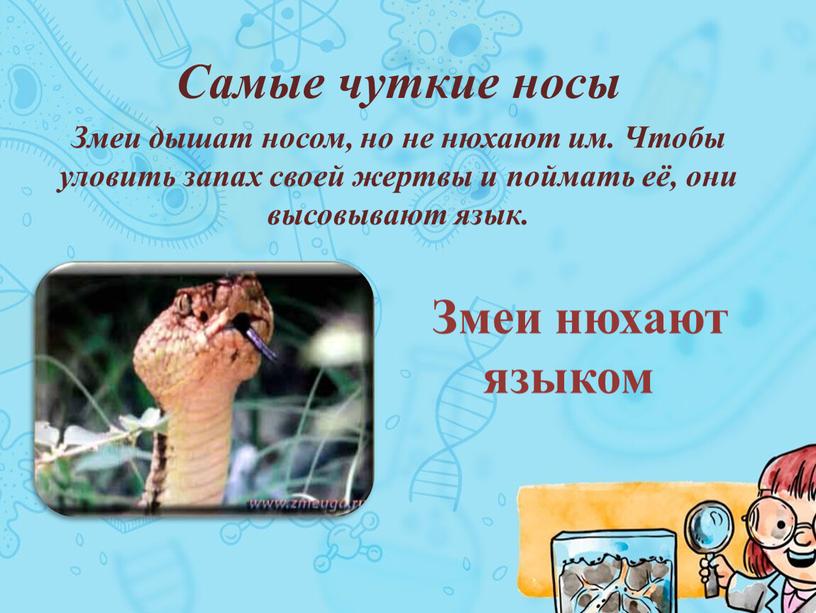 Змеи нюхают языком Самые чуткие носы