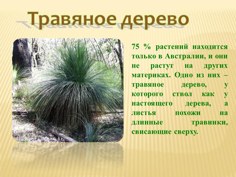 Травяное дерево 75 % растений находится только в