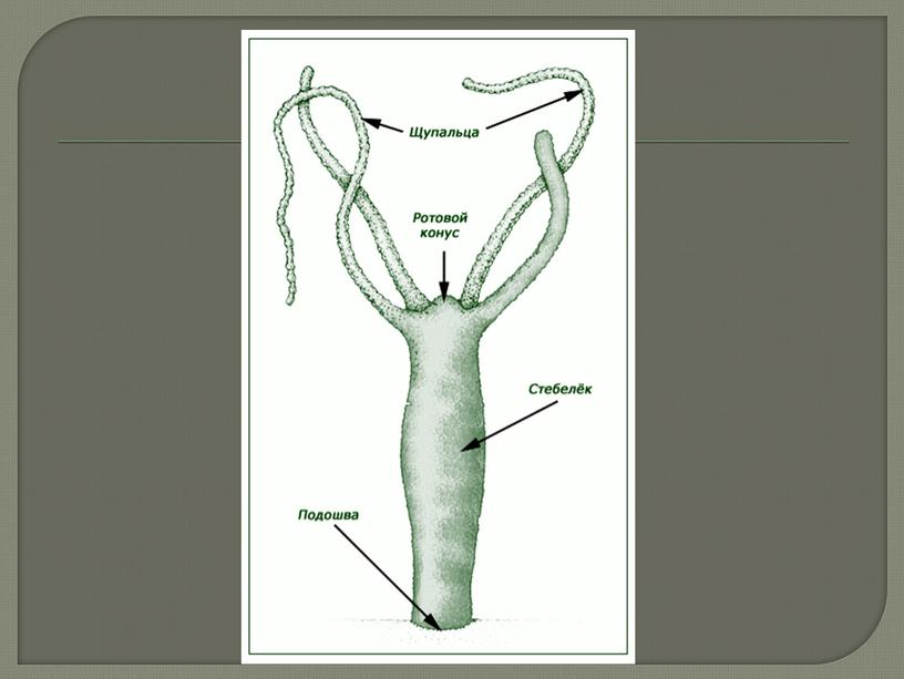 Кишечнополостные , 8класс, биология