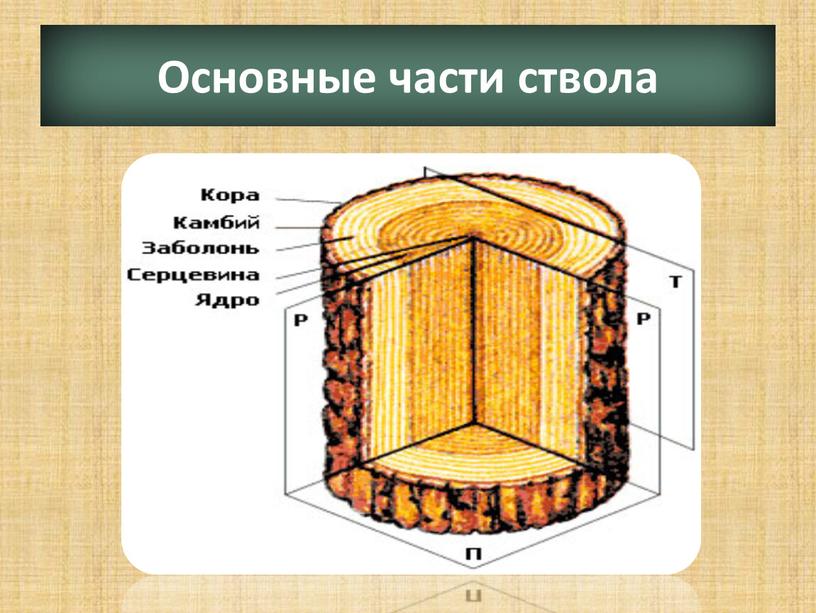 Основные части ствола