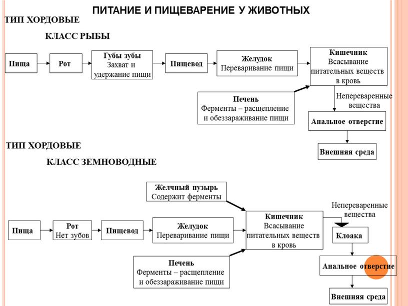 ПИТАНИЕ И ПИЩЕВАРЕНИЕ У ЖИВОТНЫХ