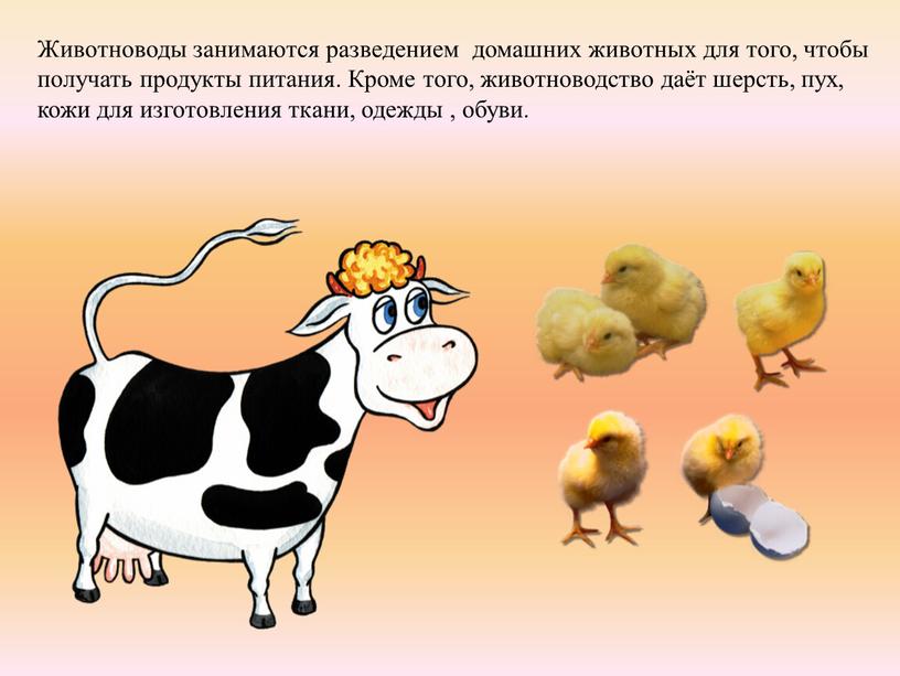 Животноводы занимаются разведением домашних животных для того, чтобы получать продукты питания