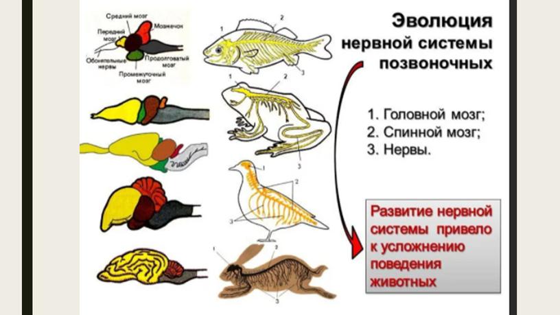 Осевой скелет позвоночных