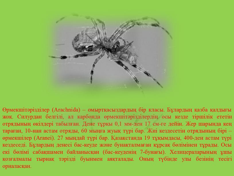 Arachnіda) – омыртқасыздардың бір класы