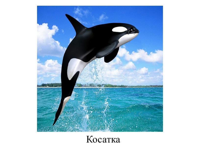 Косатка