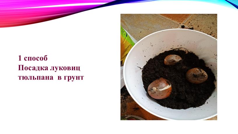 Посадка луковиц тюльпана в грунт