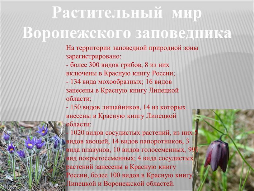 Растительный мир Воронежского заповедника