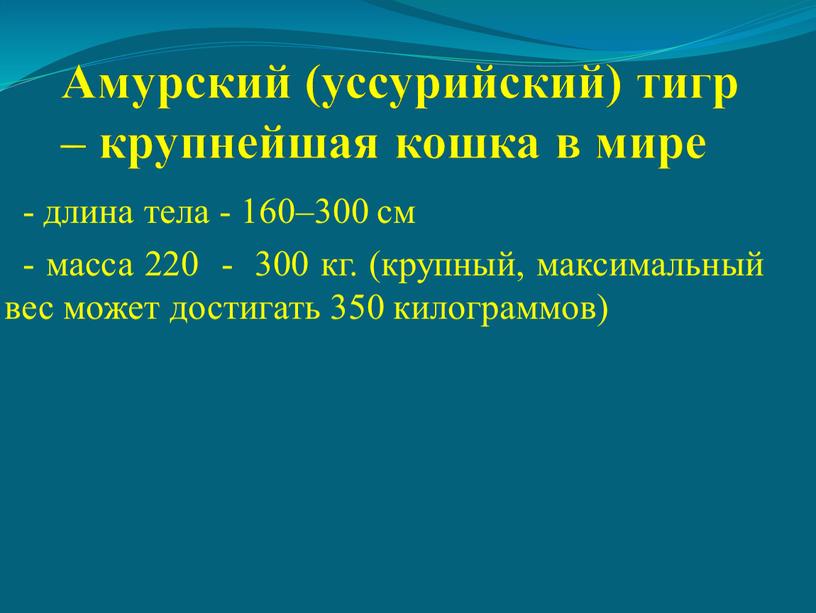 Амурский (уссурийский) тигр – крупнейшая кошка в мире - длина тела - 160–300 см - масса 220 - 300 кг