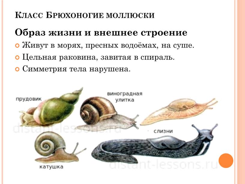 Класс Брюхоногие моллюски Образ жизни и внешнее строение
