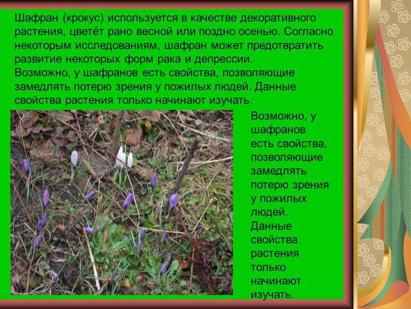 Шафран (крокус) используется в качестве декоративного растения, цветёт рано весной или поздно осенью