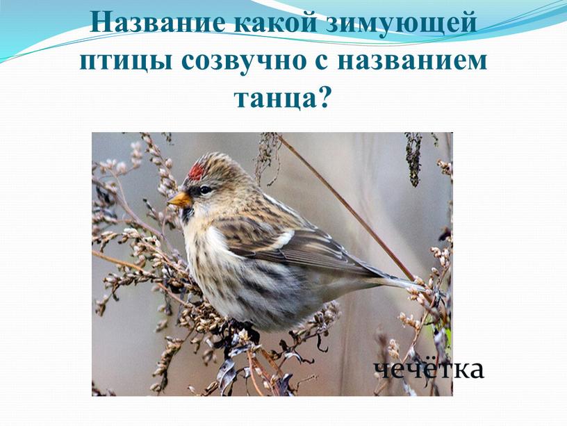 Название какой зимующей птицы созвучно с названием танца? чечётка