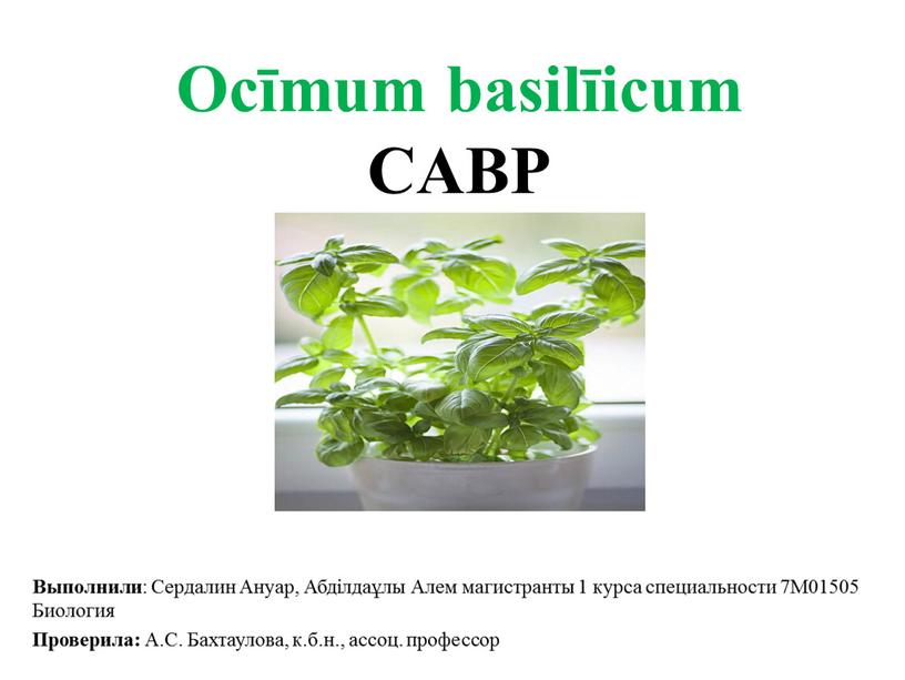 Ocīmum basilīicum CAВР Выполнили :