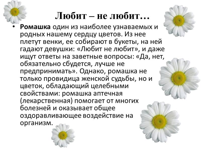 Любит – не любит… Ромашка один из наиболее узнаваемых и родных нашему сердцу цветов