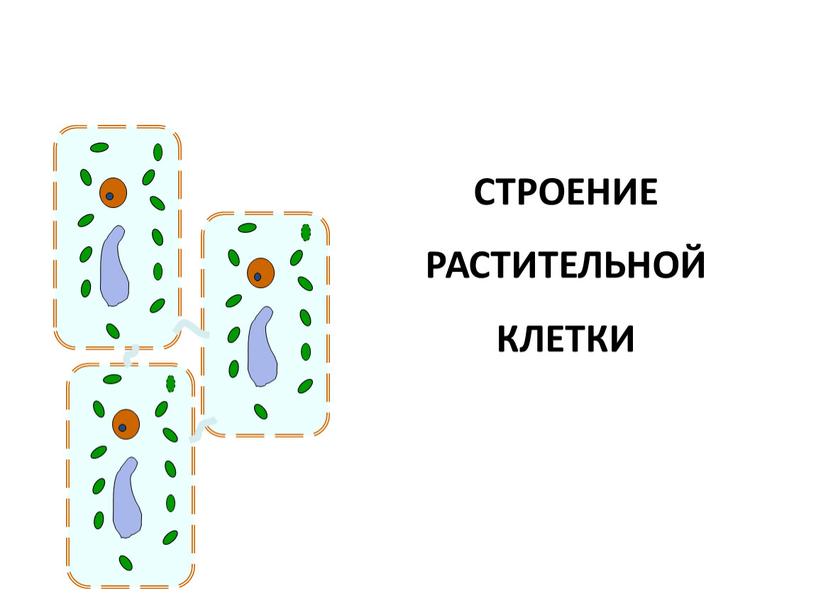 СТРОЕНИЕ РАСТИТЕЛЬНОЙ КЛЕТКИ