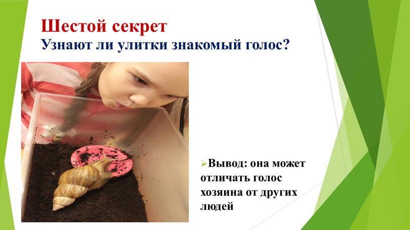 Шестой секрет Узнают ли улитки знакомый голос?