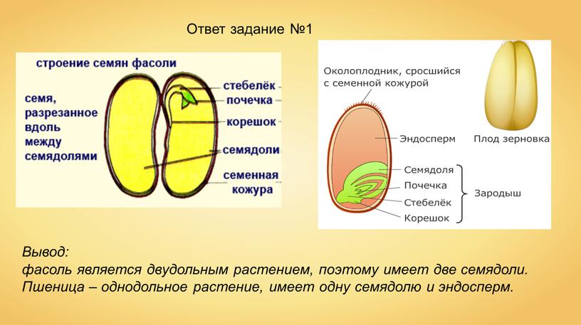 Вывод: фасоль является двудольным растением, поэтому имеет две семядоли