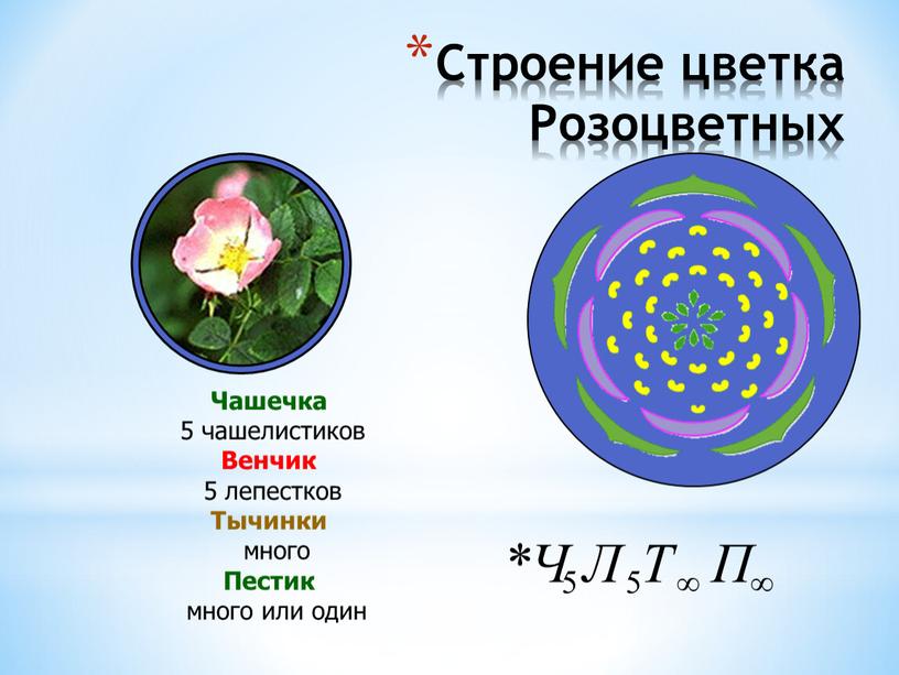 Строение цветка Розоцветных Чашечка 5 чашелистиков