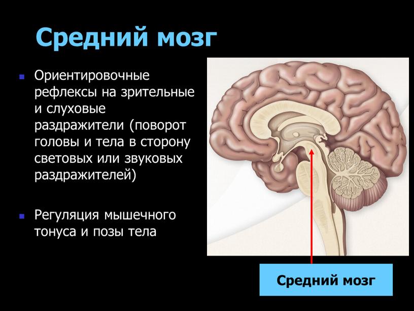 Средний мозг Ориентировочные рефлексы на зрительные и слуховые раздражители (поворот головы и тела в сторону световых или звуковых раздражителей)