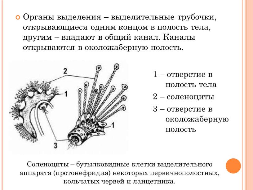 Органы выделения – выделительные трубочки, открывающиеся одним концом в полость тела, другим – впадают в общий канал