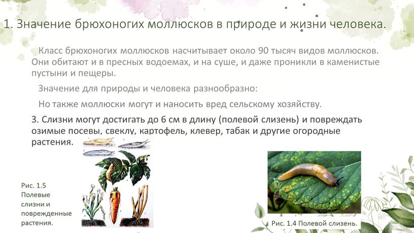 Значение брюхоногих моллюсков в природе и жизни человека