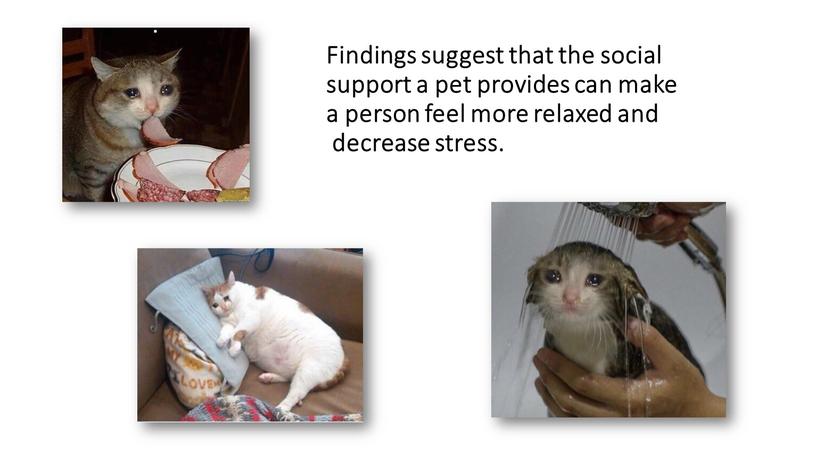 Findings suggest that the social support a pet provides can make a person feel more relaxed and decrease stress