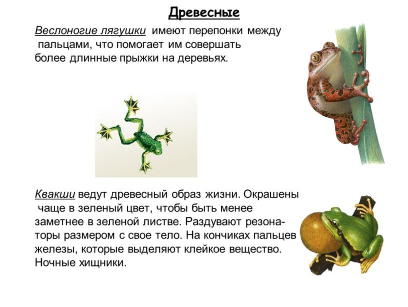 Древесные Веслоногие лягушки имеют перепонки между пальцами, что помогает им совершать более длинные прыжки на деревьях