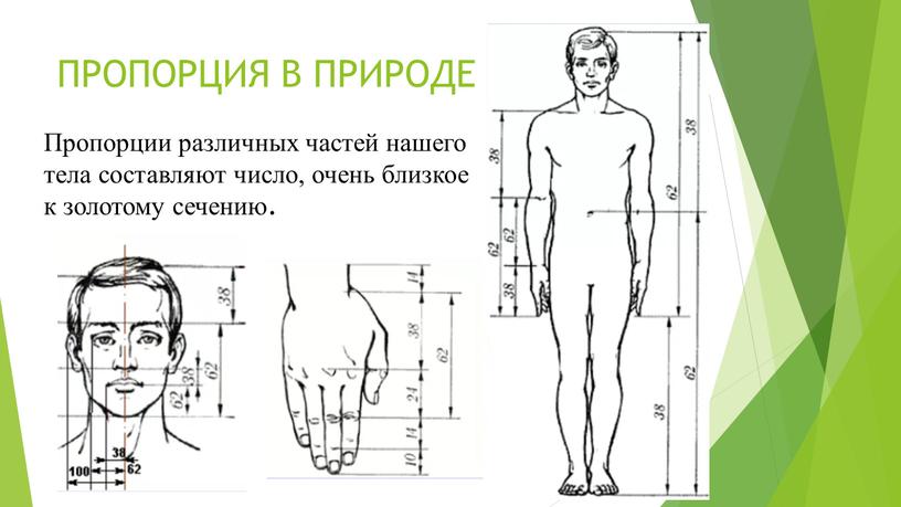 ПРОПОРЦИЯ В ПРИРОДЕ Пропорции различных частей нашего тела составляют число, очень близкое к золотому сечению