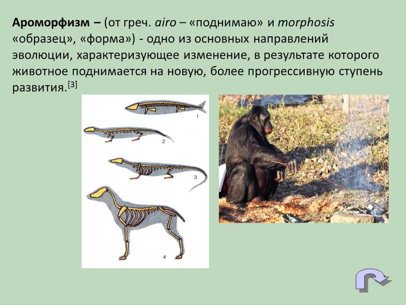 Ароморфизм – (от греч. airo – «поднимаю» и morphosis «образец», «форма») - одно из основных направлений эволюции, характеризующее изменение, в результате которого животное поднимается на…