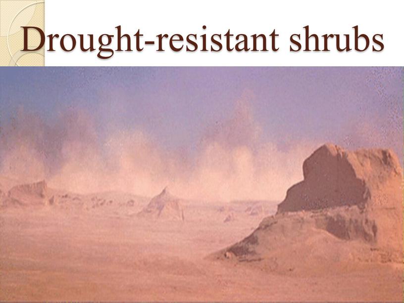 Drought-resistant shrubs