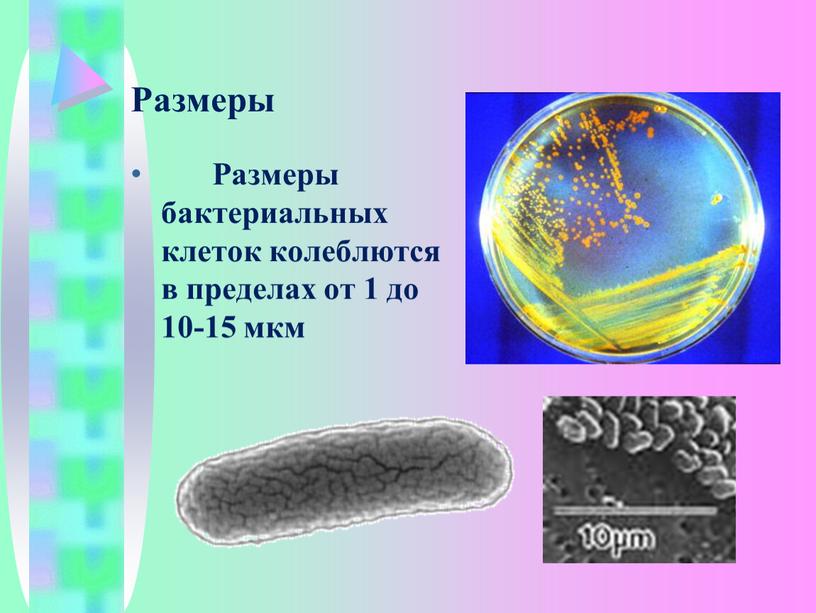 Размеры Размеры бактериальных клеток колеблются в пределах от 1 до 10-15 мкм
