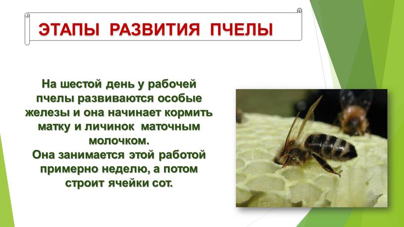 ЭТАПЫ РАЗВИТИЯ ПЧЕЛЫ На шестой день у рабочей пчелы развиваются особые железы и она начинает кормить матку и личинок маточным молочком