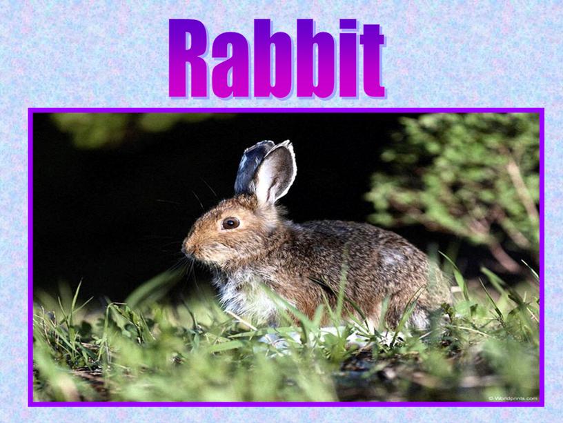 Rabbit