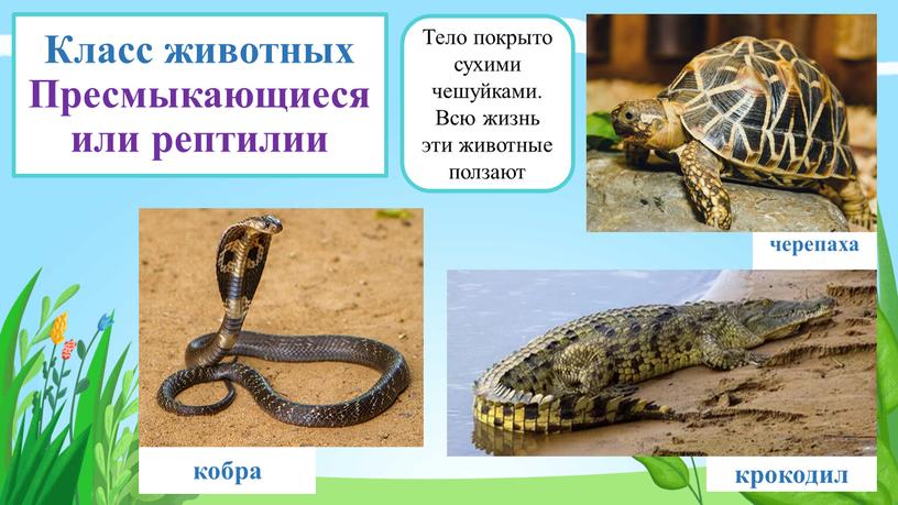 Класс животных Пресмыкающиеся или рептилии черепаха крокодил кобра