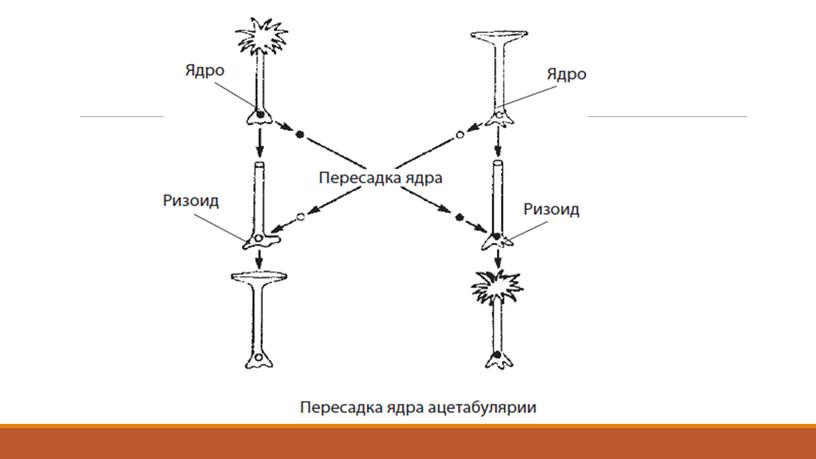 Презентация Клетка как биологическая система. Подготовка к ЕГЭ