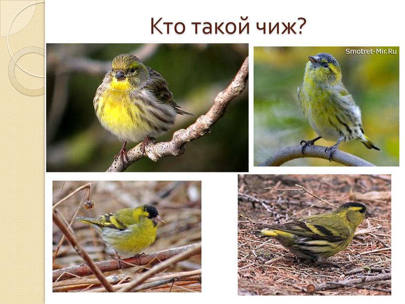 Кто такой чиж?